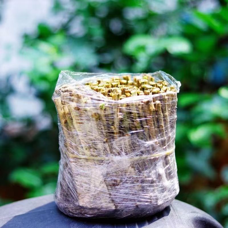 大叶枸杞菜苗可食用盘栽树苗煮汤枸杞叶新鲜四季枸杞子煲汤枸杞苗图片