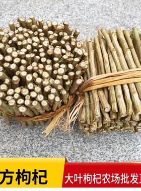 广东枸杞叶菜苗可食用大叶枸杞苗四季阳台耐寒枸杞子盆景煲汤菜苗