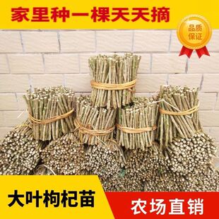 食用大叶枸杞树苗南北方四季可种阳台盆栽地栽绿植新鲜蔬枸杞菜苗