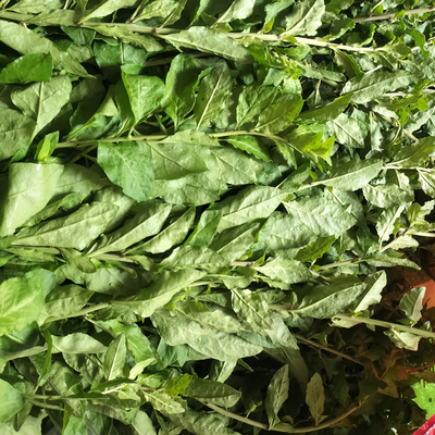 新鲜食用枸杞菜带枝条四季枸杞叶广东农园采摘嫩叶煲汤农产品菜叶