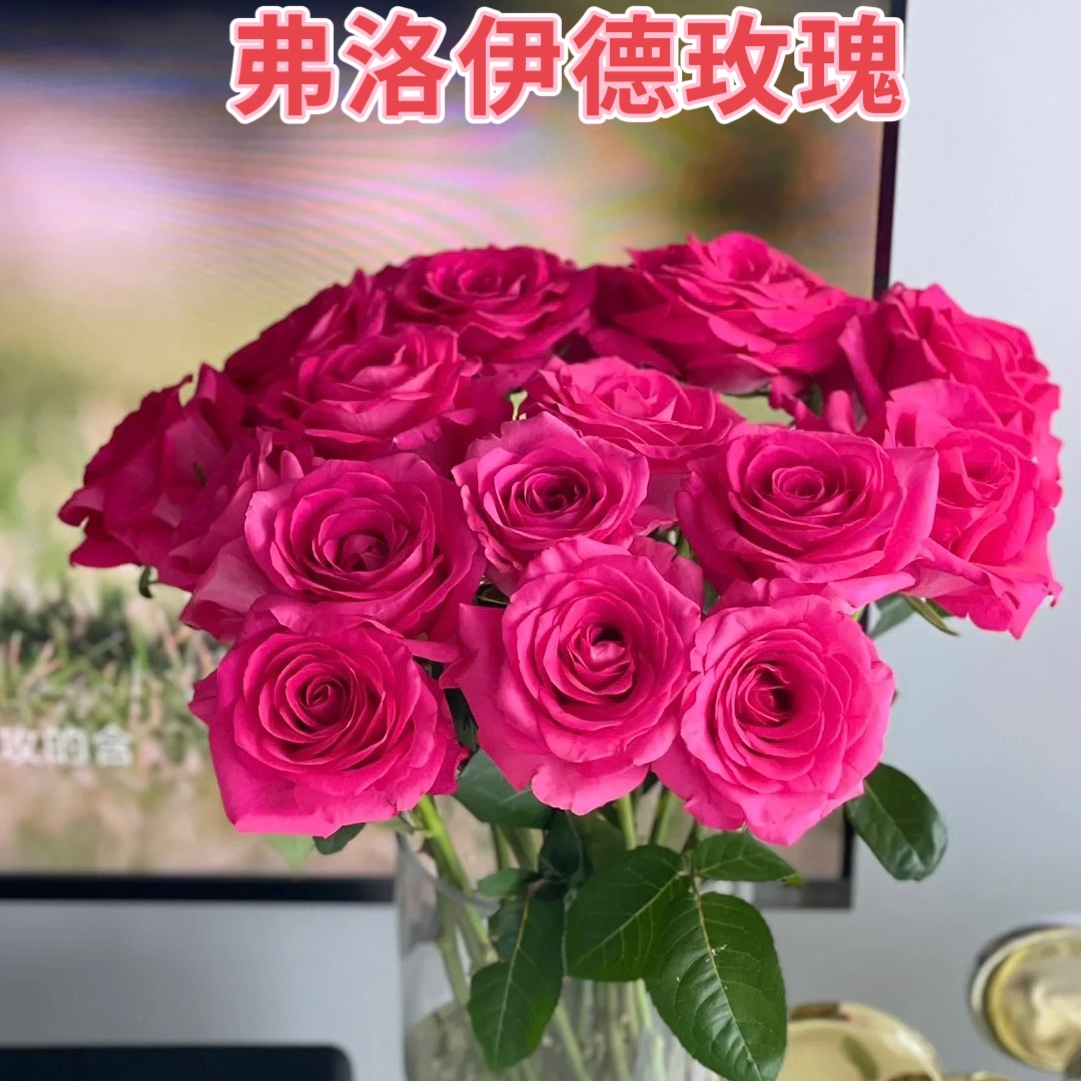 云南昆明鲜花基地直发玫瑰花水养百合花束鲜切花向日葵花材直发 鲜花速递/花卉仿真/绿植园艺 月季/蔷薇/玫瑰 原图主图