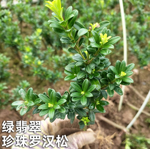 绿翡翠珍珠罗汉松苗 圆叶黑珍珠苗适合庭院阳台绿植盆栽造型素材