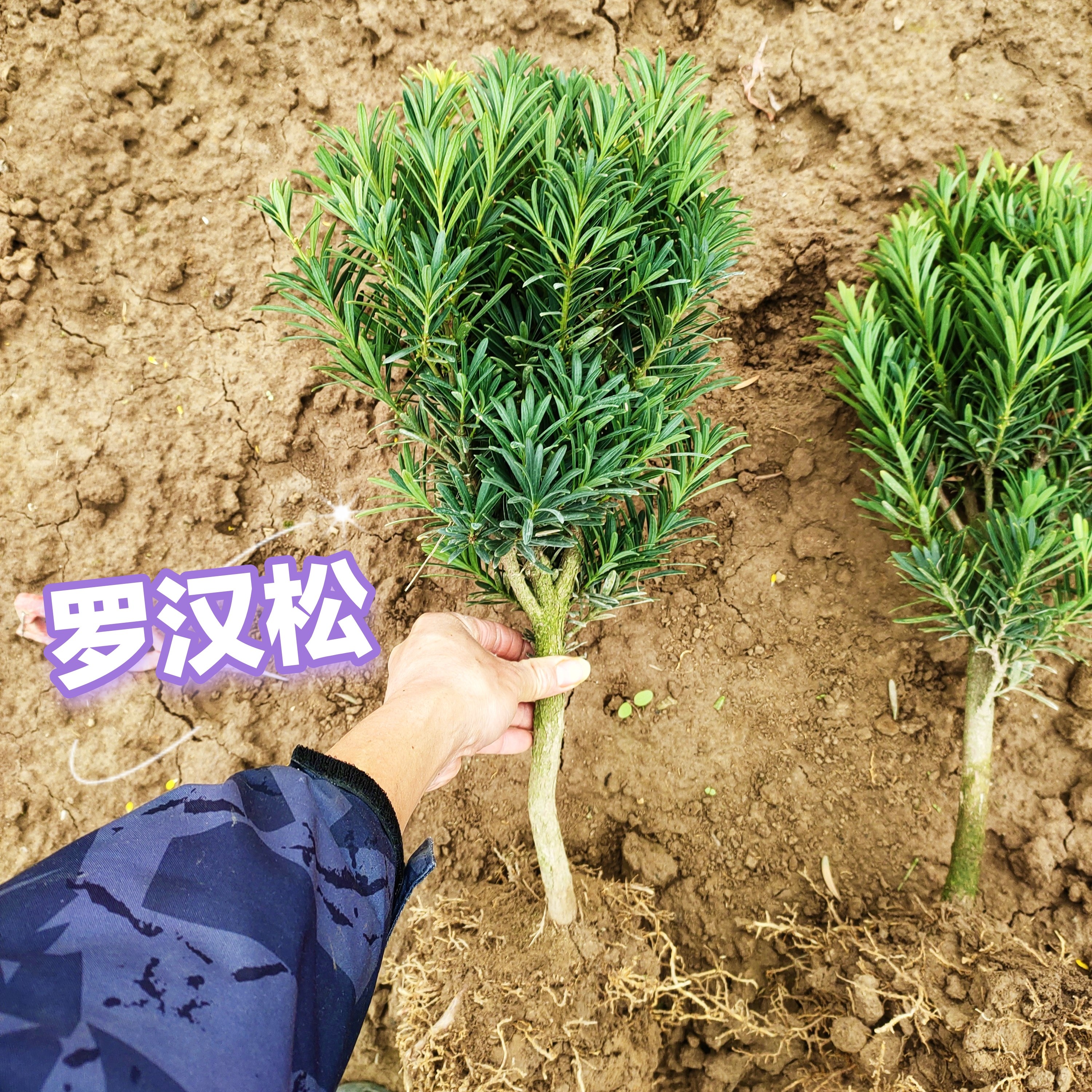 菊花芽罗汉松树苗，盆栽绿植造型庭院阳台盆景适用。