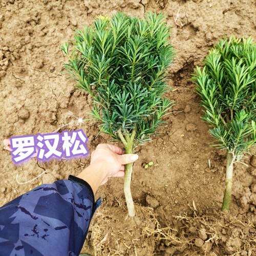 菊花芽罗汉松树苗，盆栽绿植造型庭院阳台盆景适用。