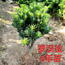 菊花芽罗汉松球形盆栽矮桩造型小叶盆景树桩庭院阳台绿植树苗绿化