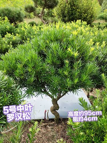 罗汉松一物一拍，选图发货，树桩造型树苗金钻米叶雀舌红芽绿植