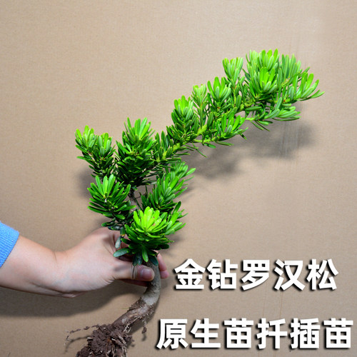 庭院优质绿化树种盆景造型素材
