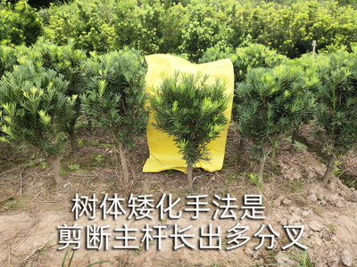 罗汉松树桩 大门口庭院绿植 造型球形 树苗大树 盆栽地栽 绿化