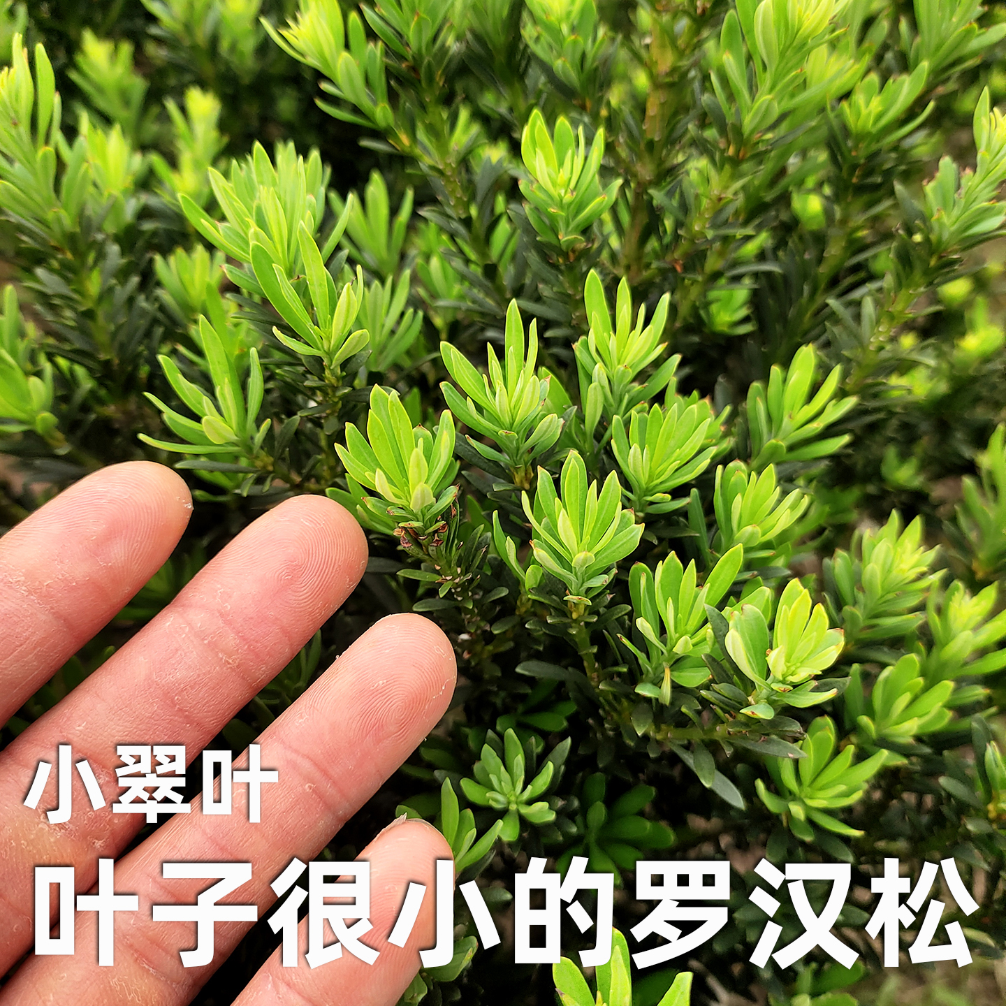 小翠叶罗汉松新选出来的小叶品种