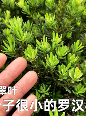 小翠叶罗汉松新选出来的小叶品种