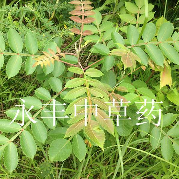 五倍子根 盐肤木 盐肤木根 盐霜柏 干品,传统滋补营养品,传统滋补品其他,淘宝优惠券,粉丝福利购,淘宝优惠卷