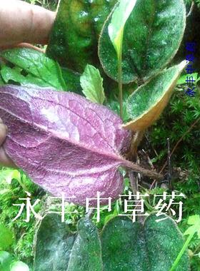 浙江红色杏香兔耳风红背兔儿风兔耳一支香兔耳草250克