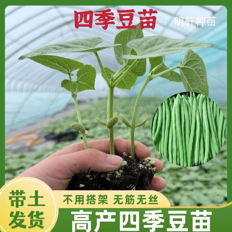 四季豆秧苗无筋豆苗扁豆无架长豆角苗缸豆苗地豆苗白芸豆苗蔬菜苗