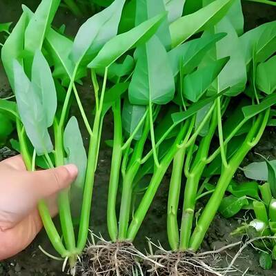 【割完又长】三叉空心菜耐热青菜新鲜当季蔬菜通心菜蕹菜多次采收