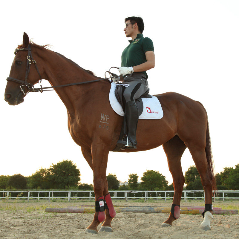 Article sports equestres BASLONG - Ref 1381823 Image 1