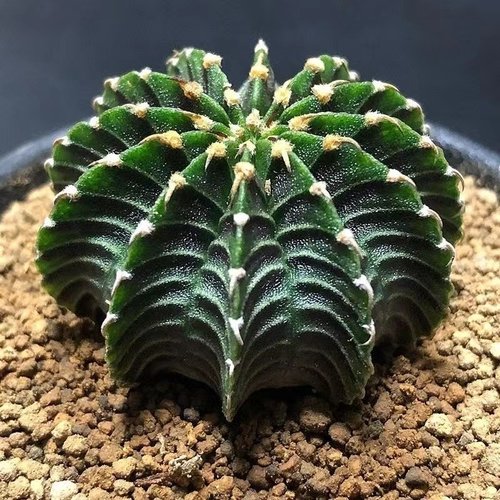 泰国进口肋骨牡丹仙人球新款开花球办公室内防辐射窗口多肉植物