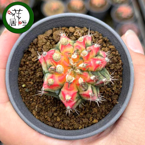 泰国进口自根牡丹仙人球多肉