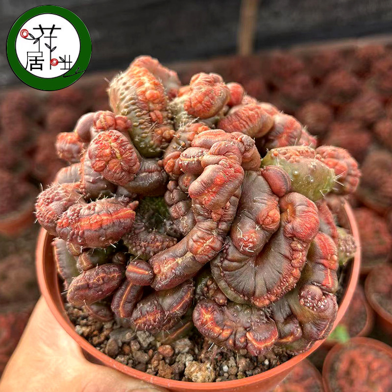 红高砂缀化石化多肉植物仙人球办多肉植物