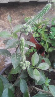 叶仙木麒麟嫁接好的白檀，鼠尾掌（金纽），白檀，鼠尾掌扦插枝条