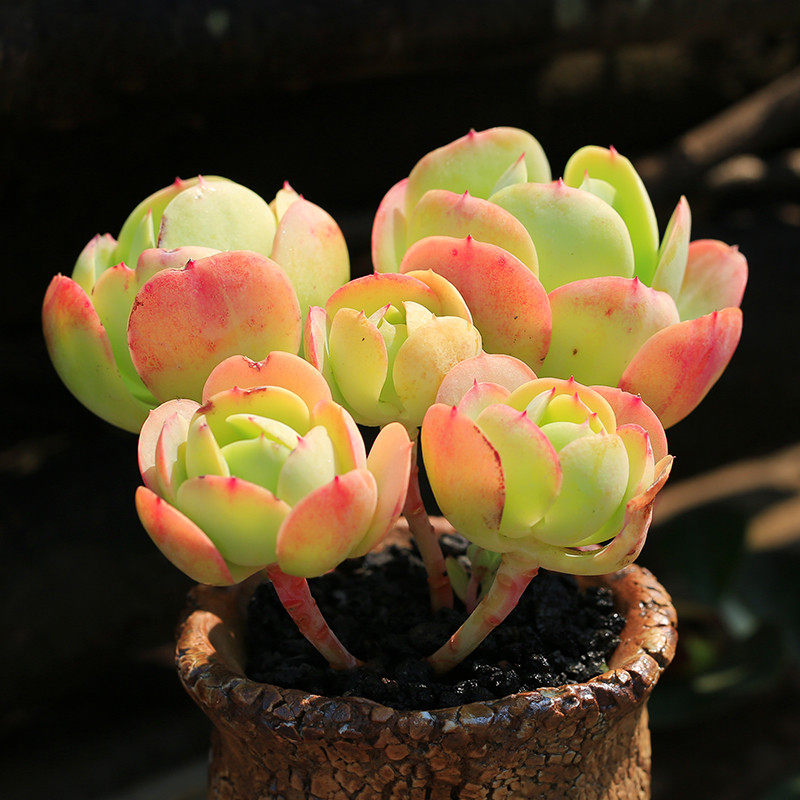 碧桃多肉植物老桩群生办公室迷你盆栽绿植防辐射阳台新手好养肉肉