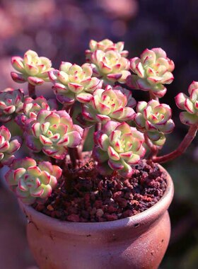 盆栽爆盆多肉花卉多肉植物