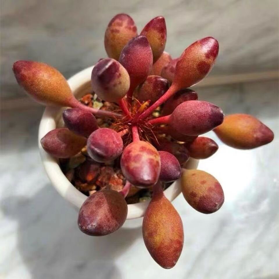 鼓槌水泡多头群生多肉植物稀有品种多肉小盆栽超萌肉肉办公室绿植
