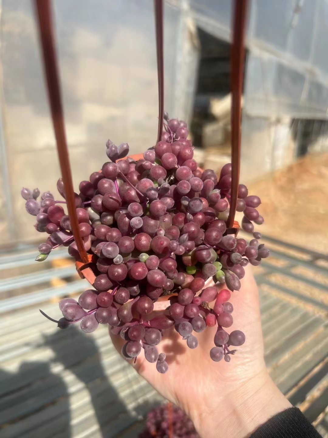 丸叶紫玄月多肉植物 紫葡萄肉肉 带盆发美观趣味肉肉 室内绿植花