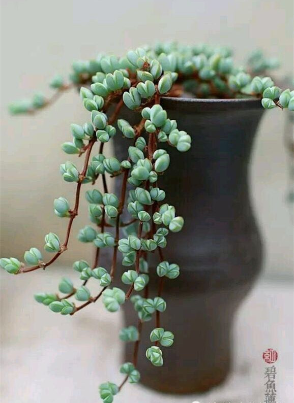 碧玉莲胭脂云蓝豆秀妍多肉植物