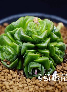 新品多肉植物精品科玉办公室绿植