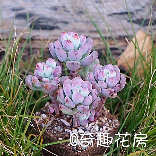 【漫画汤姆】多肉植物绿植