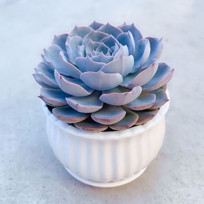 蓝石莲多肉植物花卉盆栽室内绿植好养阳台客厅新手四季易活防辐射