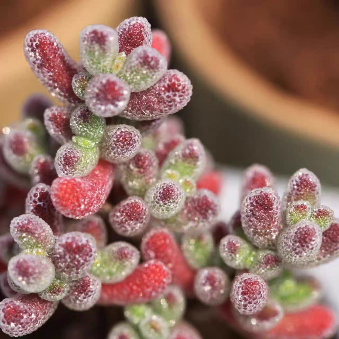 糖球冰晶枝干番杏多肉植物室内稀有花卉小盆栽群生老桩四季好养活