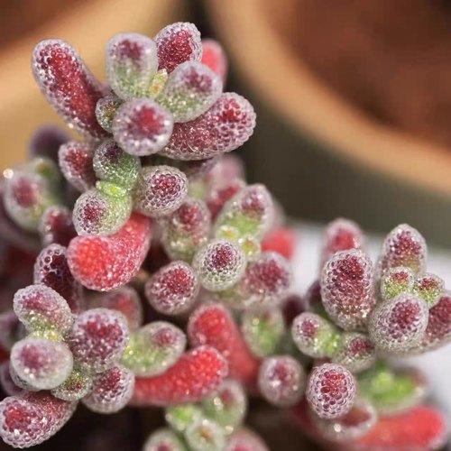 糖球冰晶枝干番杏多肉植物室内稀有花卉小盆栽群生老桩四季好养活