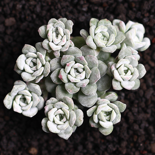 白霜 红霜多肉植物红霜肉肉盆栽迷你桌面多肉绿植花卉盆景带香味