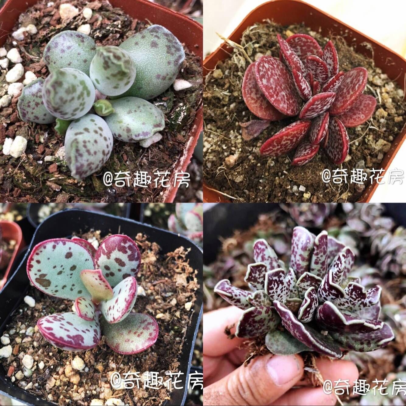 多肉植物水泡组合新手套餐赤兔玛丽安梅花鹿海豹水泡多肉贵货特价
