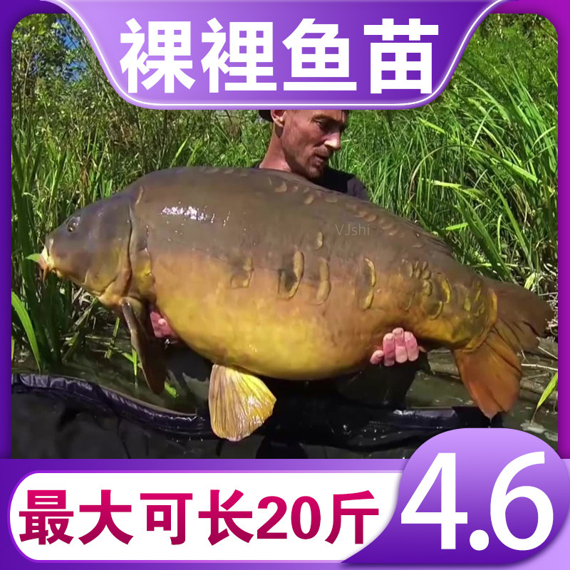 裸裡鱼苗淡水鱼塘养殖食用观赏裸斑无甲稻花鲤鱼小鱼苗活体易养活