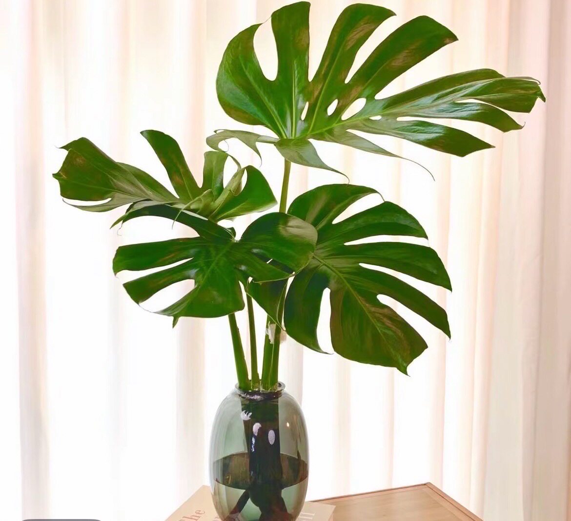 龟背竹盆栽绿植老桩净化空气大叶室内观叶耐阴常青,鲜花速递/花卉仿真/绿植园艺,大型绿植/成品组合盆栽,淘宝优惠券,粉丝福利购,淘宝优惠卷