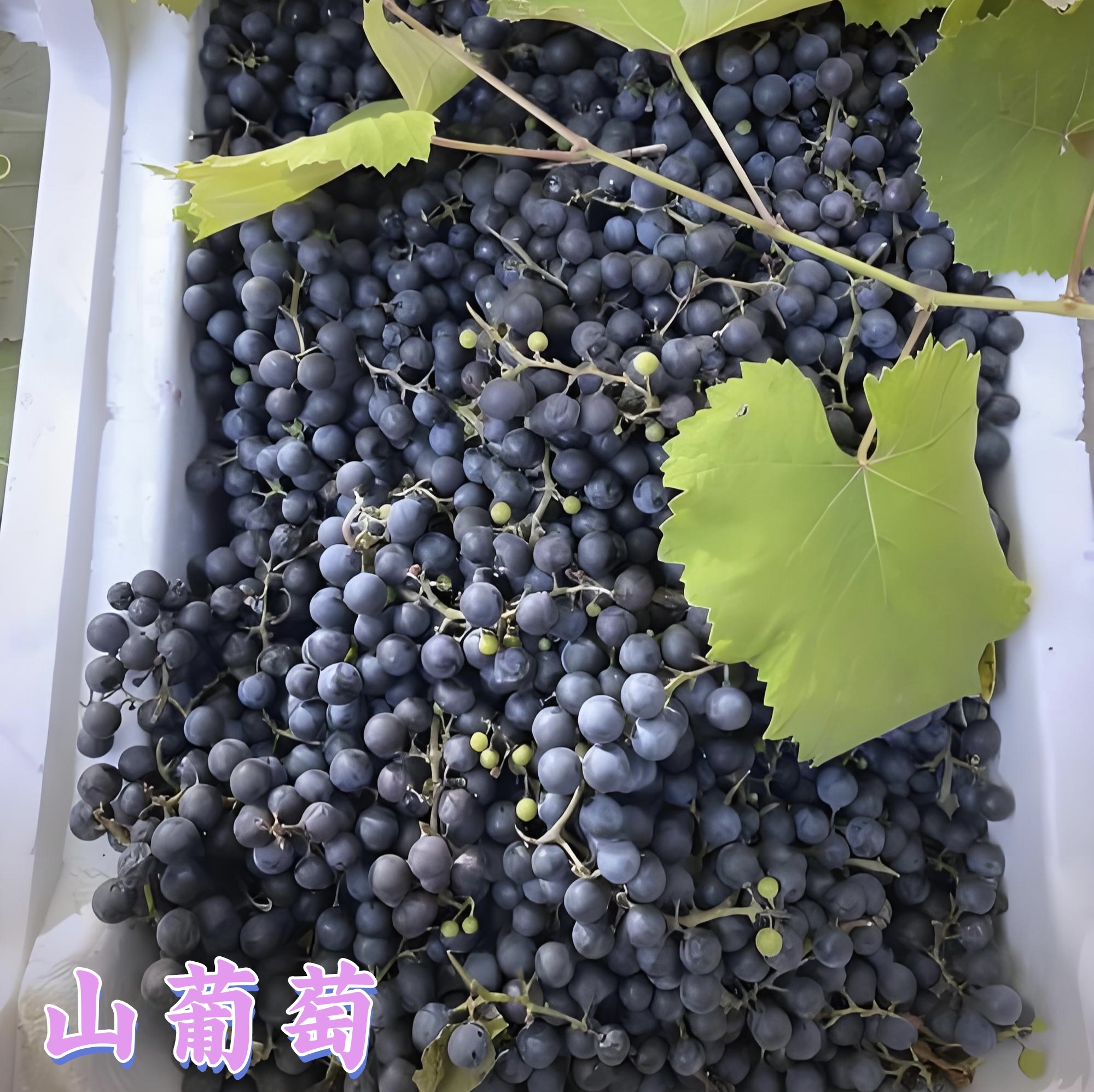 广西高山野生山葡萄酱酒葡萄巨峰葡萄毛葡萄红酒葡萄当季孕妇水果