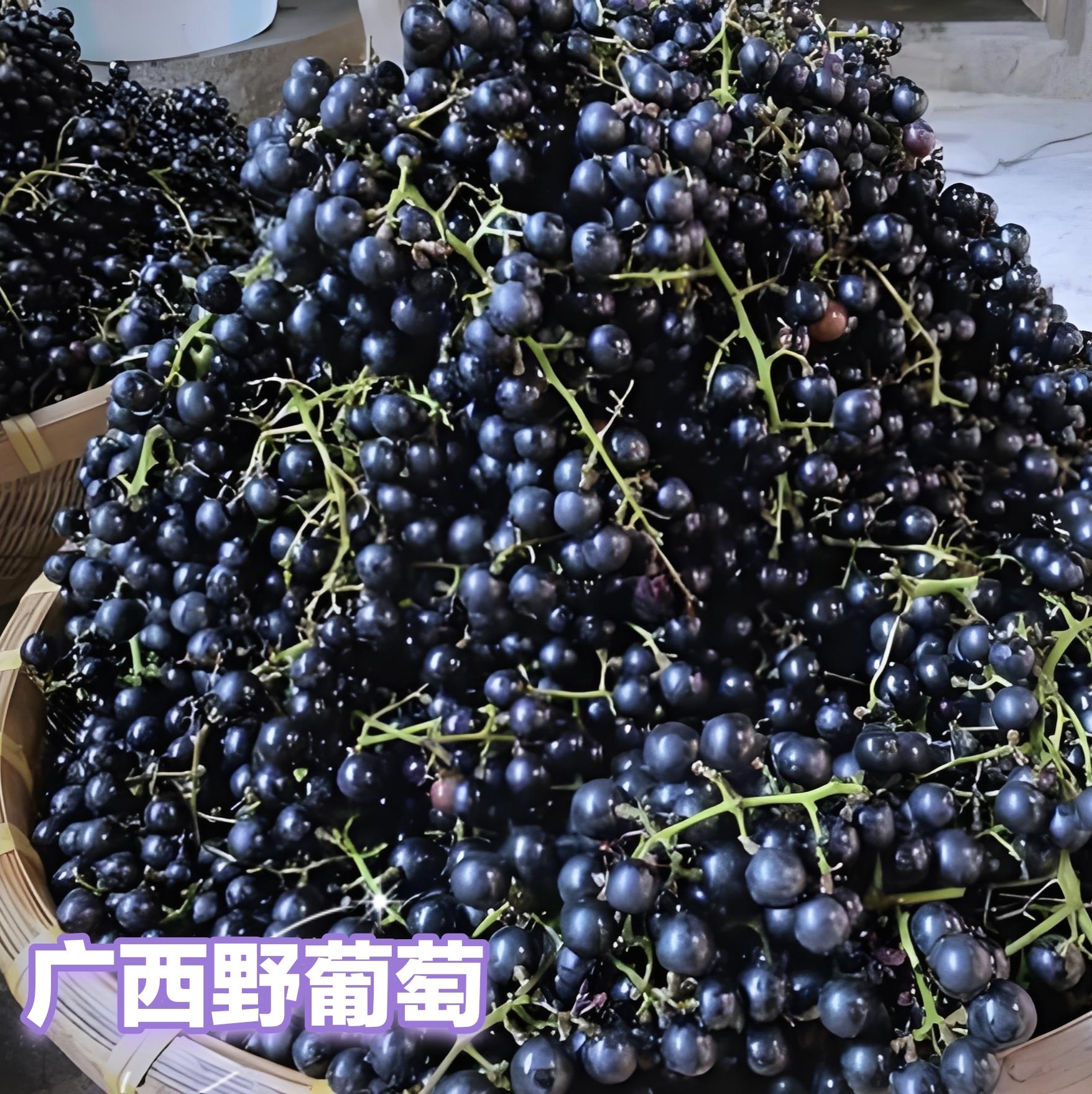 广西野生葡萄酱酒野葡萄毛葡萄红酒葡萄当季孕妇水果酸甜高山葡萄