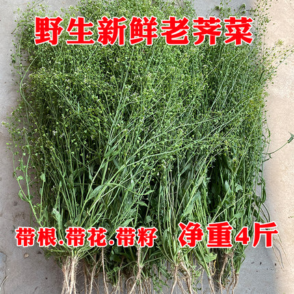 秦岭野生新鲜老荠菜根.花.籽.整株晒干煮水煮鸡蛋三月三野荠菜4斤