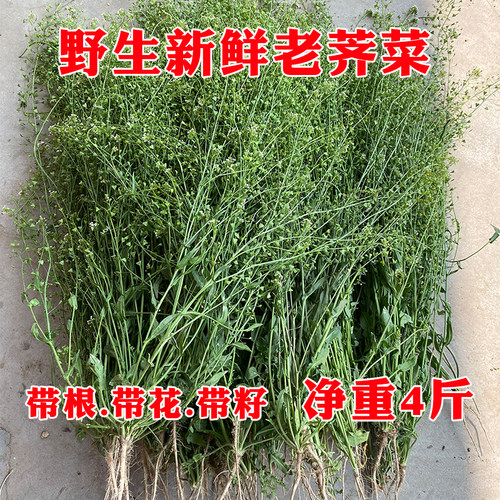 三月三新鲜老荠菜秦岭野生老荠菜