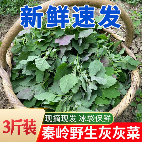 秦岭野生灰灰菜新鲜现挖顺丰包邮