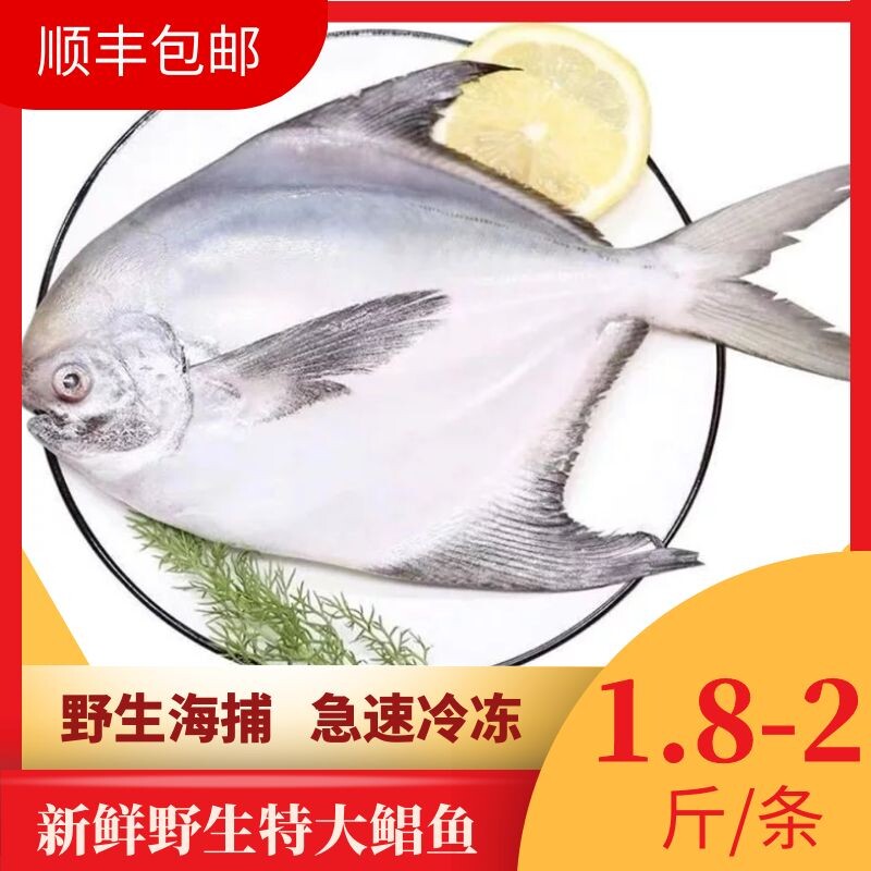 1.8-2斤一条整装 新鲜冷冻东海特大银白鲳鱼 海捕顺丰包邮