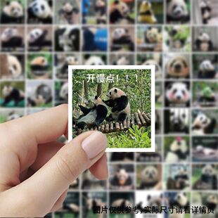300张可爱大熊猫表情包贴纸趣味呆萌创意手机手账diy装饰贴画标签