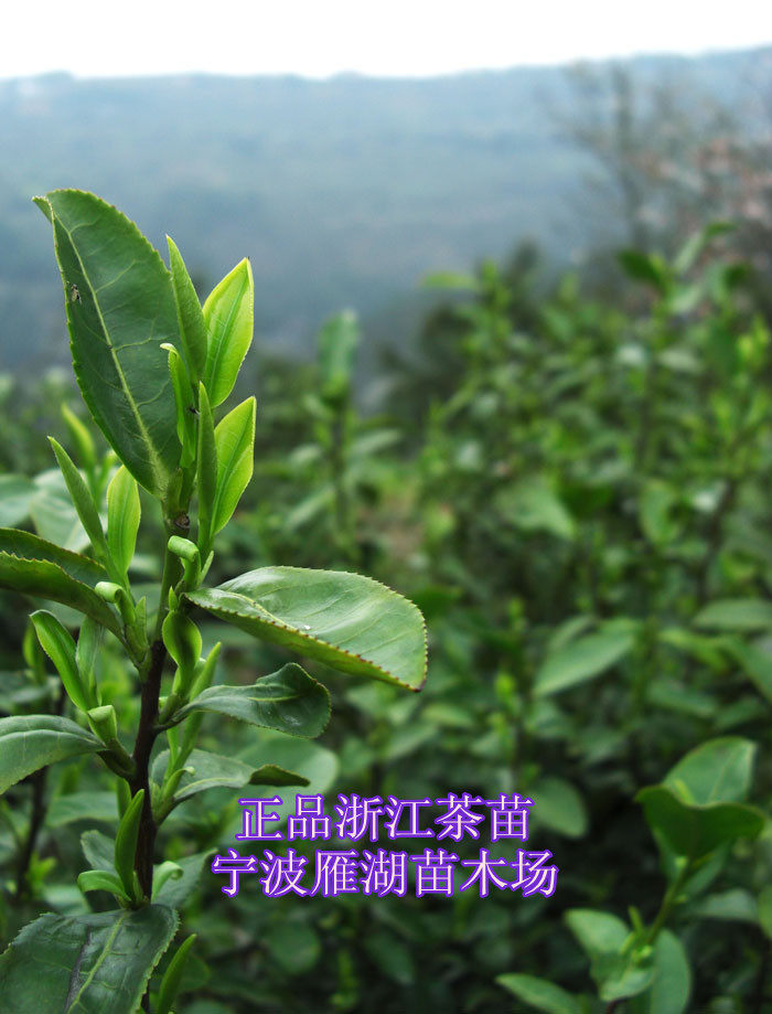 正宗浙江乌牛早茶苗 绿茶早茶树苗龙井43茶苗鲜活到家包邮