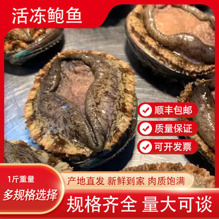 【2斤售价】鲜活鲍鱼活活速冻福建大鲍鱼鲜活大连鲍活冻海鲜