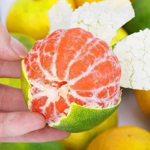 正宗石门柑橘蜜橘新鲜无籽蜜桔现摘特早熟青皮橘子蜜橘孕妇水果