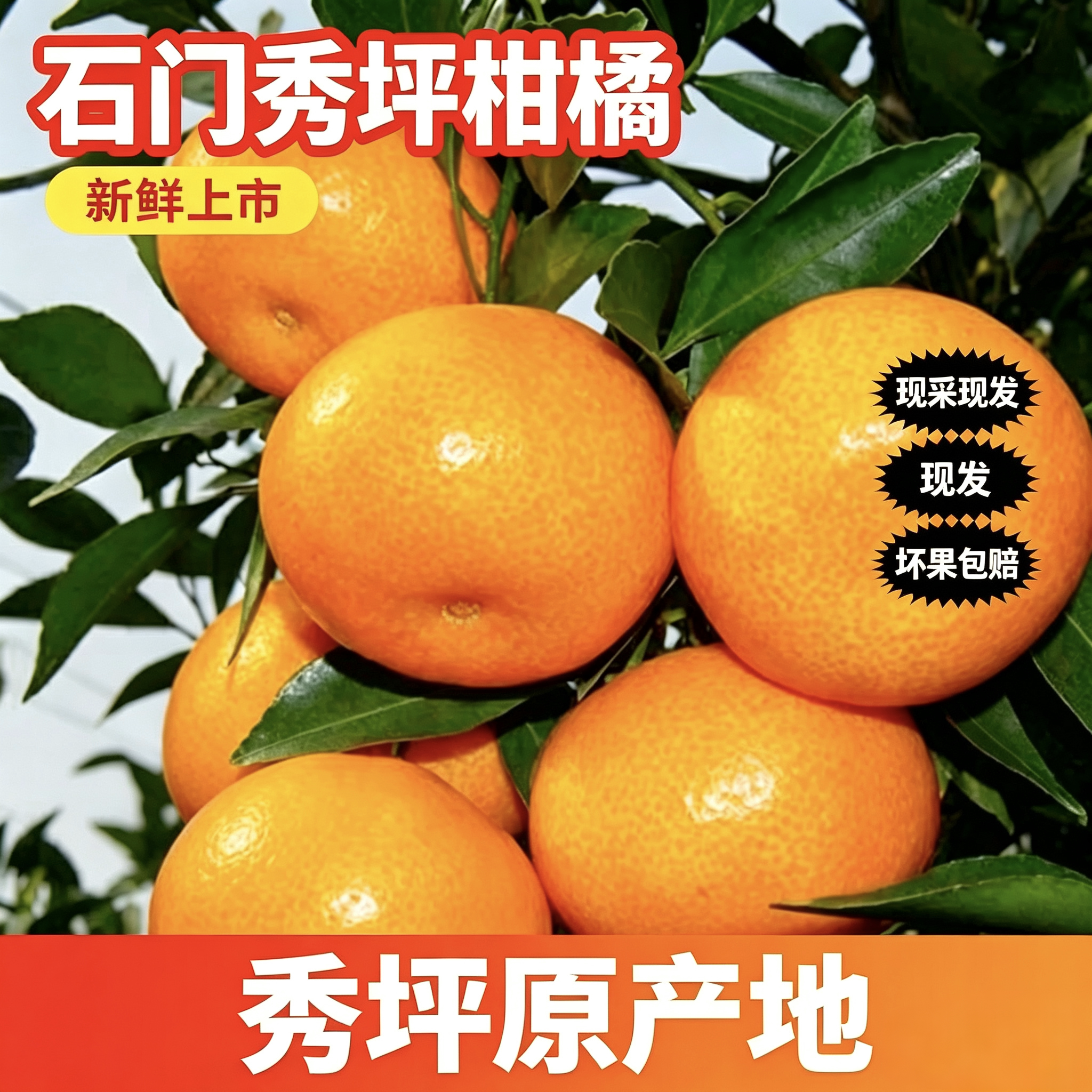 湖南石门秀坪早熟皮蜜桔头茬现摘无籽桔子当季孕妇水果酸甜蜜橘