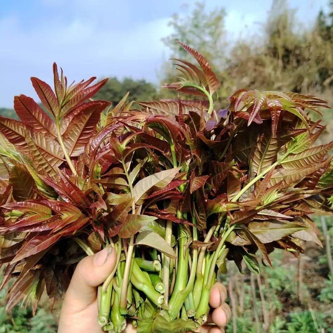 26年新鲜香椿芽现摘野菜农家红香椿头时令蔬菜露天头茬香椿芽包邮