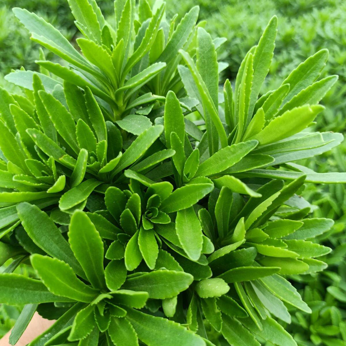 26年新鲜现摘费菜高钙嫩头养心菜农家凉拌救心菜保健头茬田七包邮